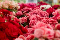 Flor vibrante de begônias tuberosas em tons de rosa e vermelho