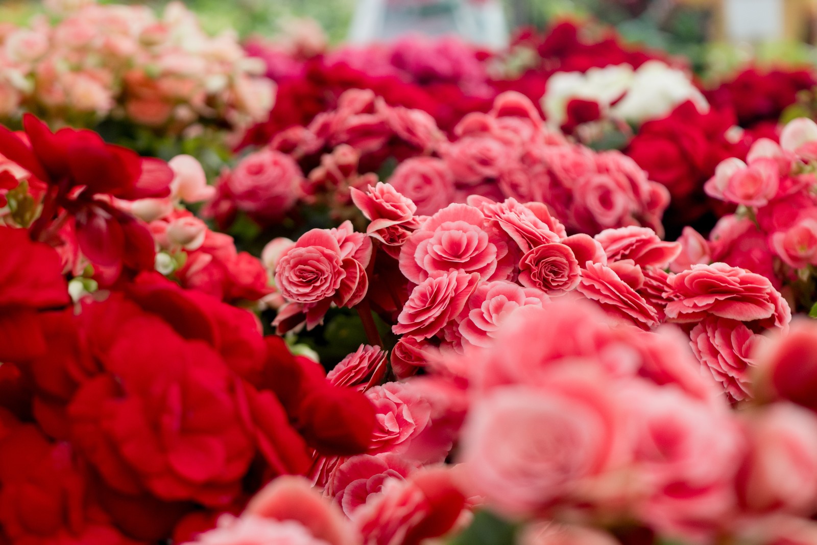 Es gibt viele unterschiedlich gefärbte blumen in einer großen gruppe (rosafarbene blumen, blüte, blumengarten, bunt, hell)