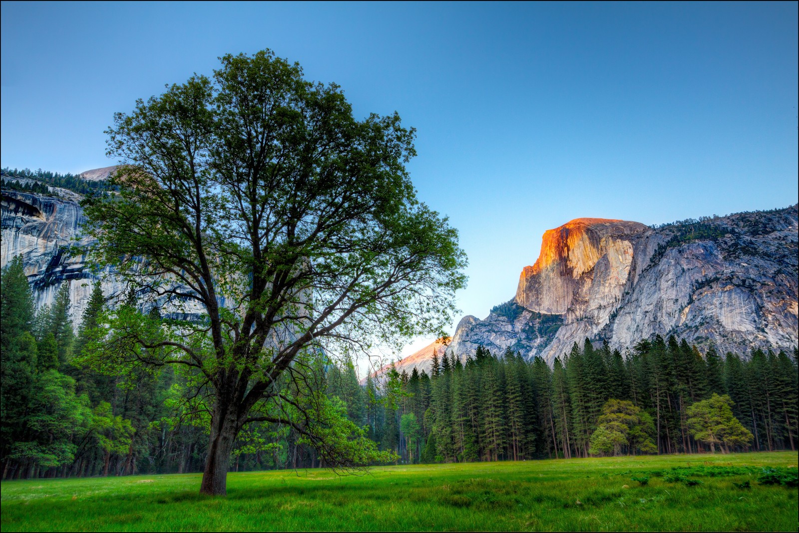 Uma árvore em um campo com uma montanha ao fundo (meia cúpula, el capitan, parque, parque nacional, natureza)