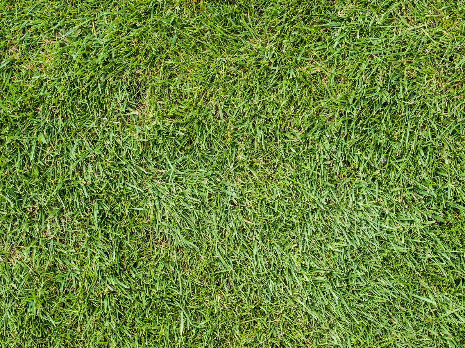 A close up of a green grass field with a small patch of grass (grass, lawn, plant, groundcover, grass family)