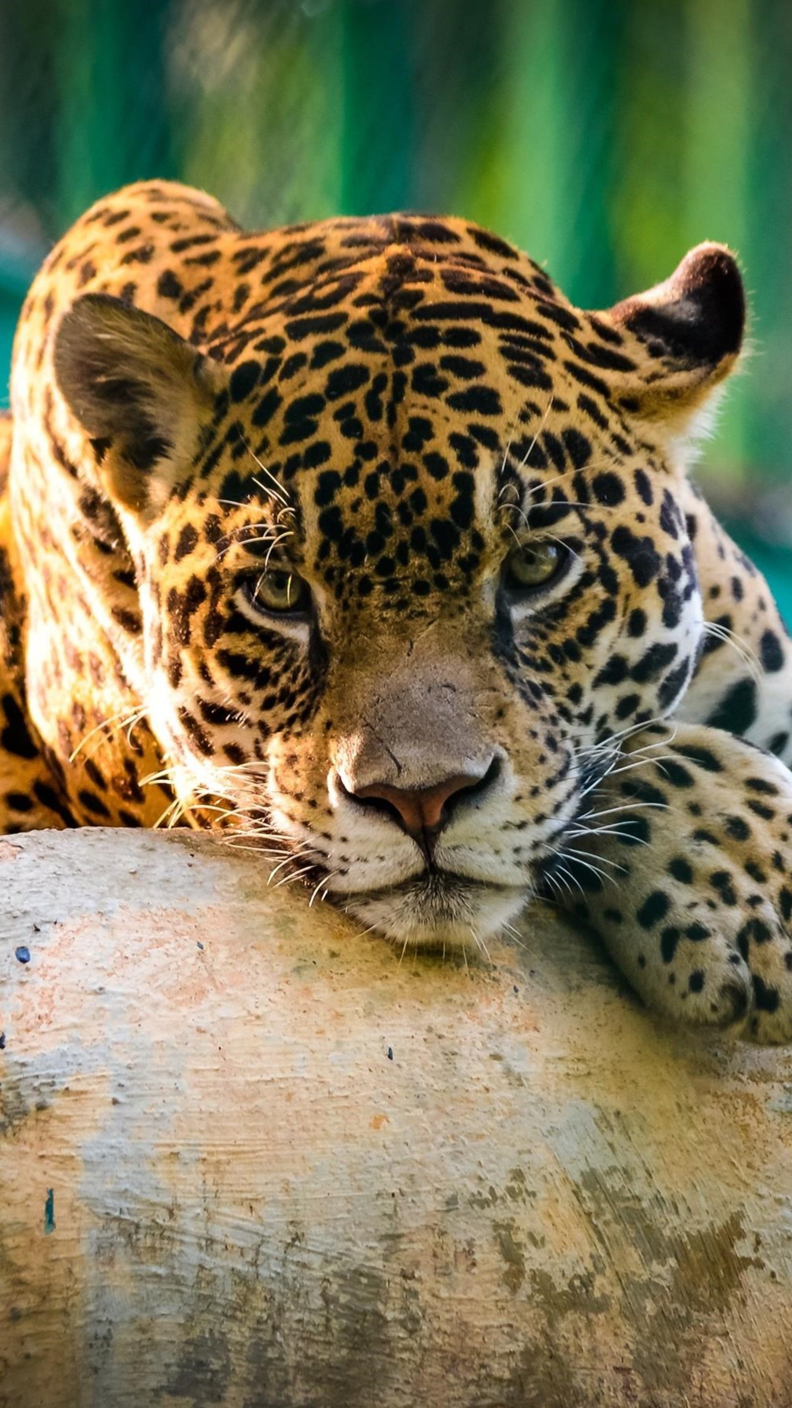 jaguar, leopard, cheetah, lion, big cat wallpaper