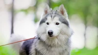 Filhote de Husky Siberiano em um ambiente natural