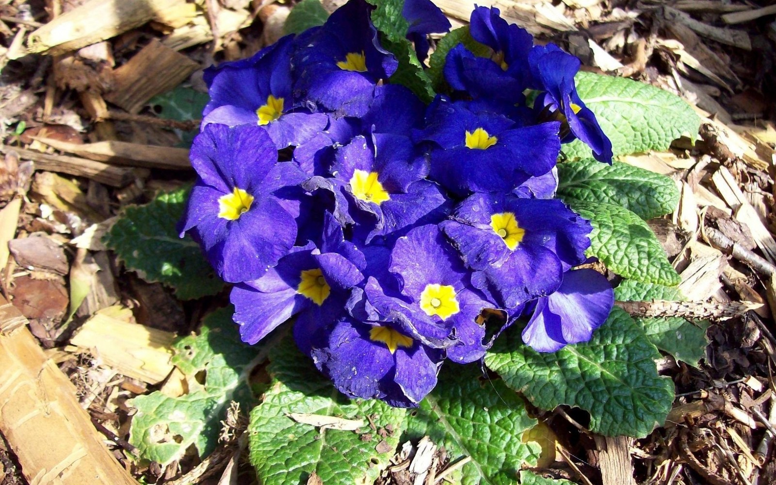 Gros plan d'une fleur violette avec des cœurs jaunes sur un sol feuillu (primevère, plante à fleurs, bleu, violet, viola)