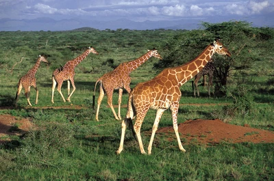 Des girafes gracieuses errent dans les prairies d'une savane vibrante, mettant en valeur la beauté de la faune dans un écosystème naturel.