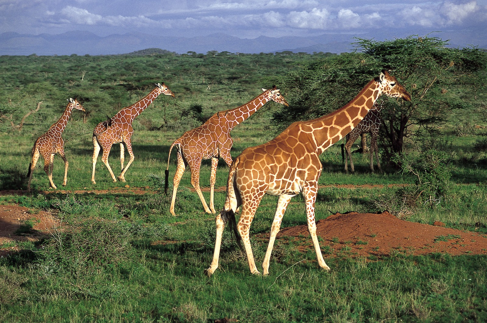 maasai mara, amboseli national park, safari, travel, giraffe wallpaper