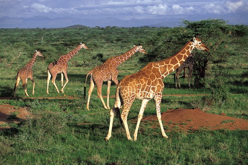 Несколько жирафов гуляют по травяному полю с деревьями (масаи мара, maasai mara, национальный парк амбосели, сафари, safari)