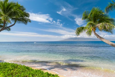 Paraíso de playa tropical con palmeras y vistas claras del océano