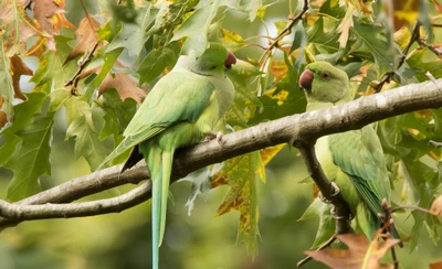 Paire de perruches perchées sur une branche parmi des feuilles d'automne