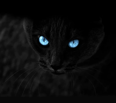 noir, bleu, chat, sombre, yeux