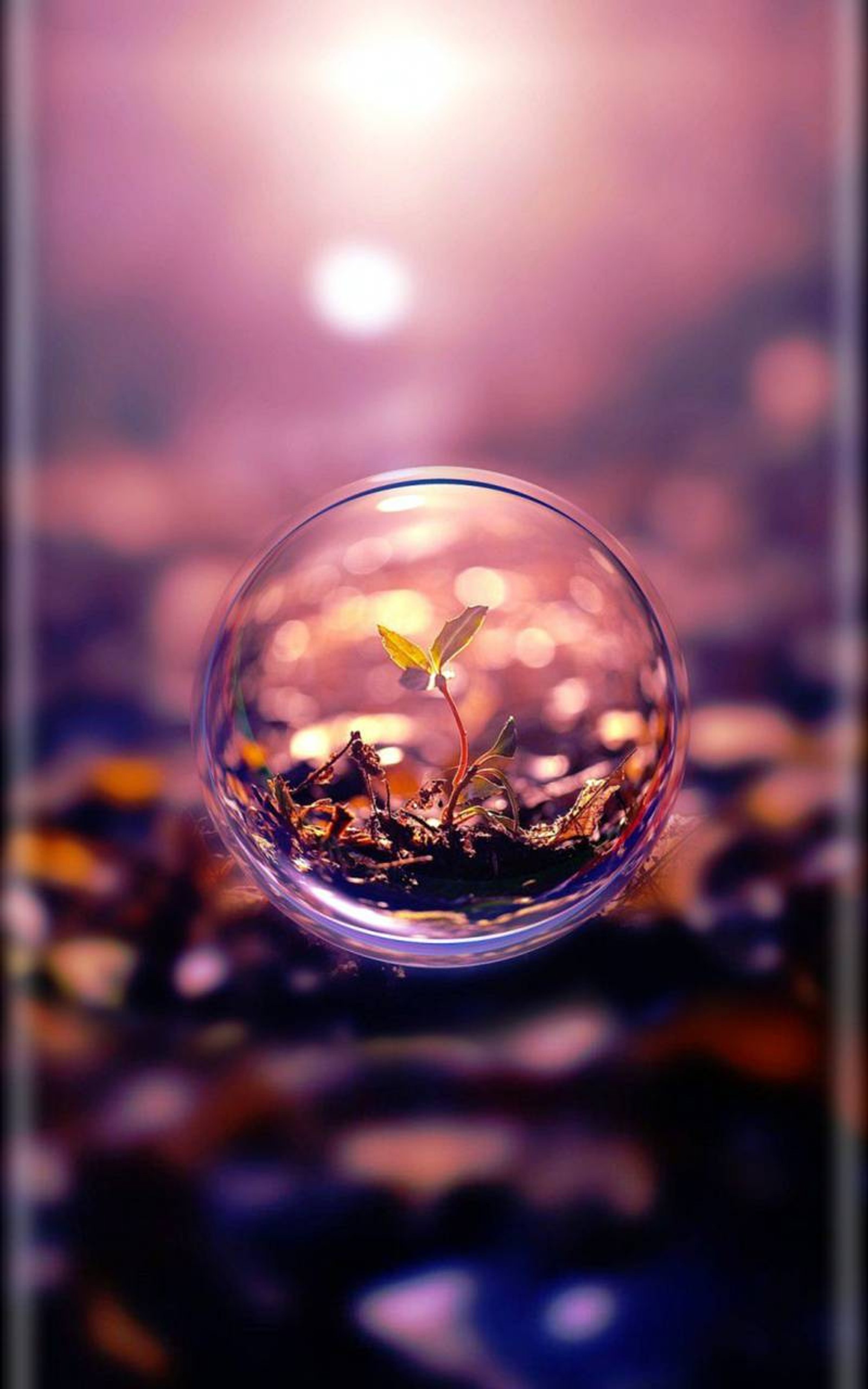 A close up of a small plant inside a bubble on a beach (210, plant)