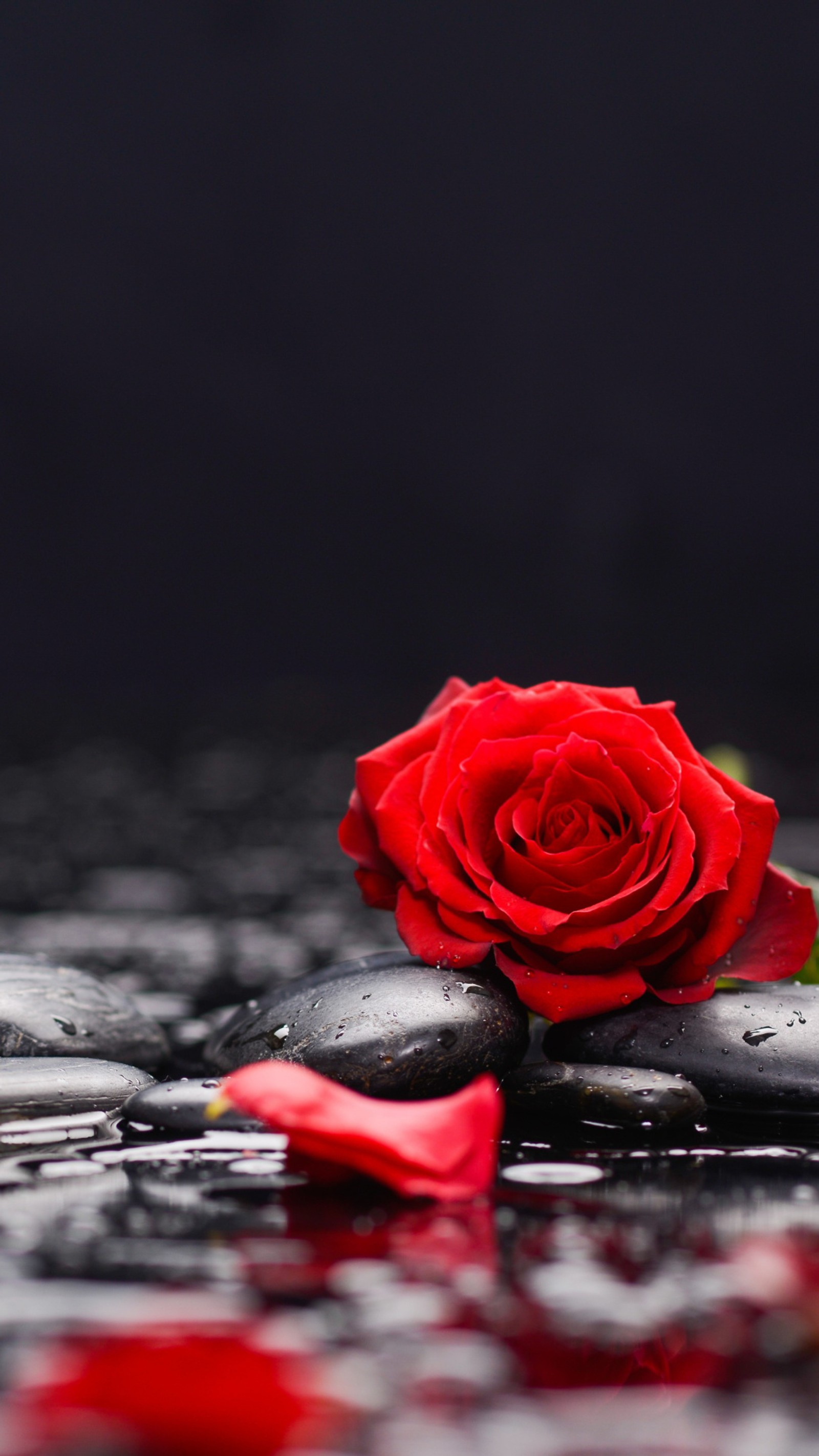 There is a rose that is laying on some wet rocks (drop, flower, love, red, rose)