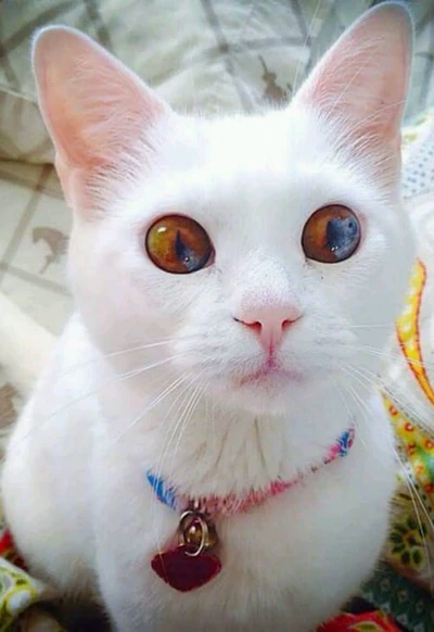 cat, cats, cute, white