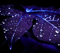 bleu, forêt, feuille, violet, pluie