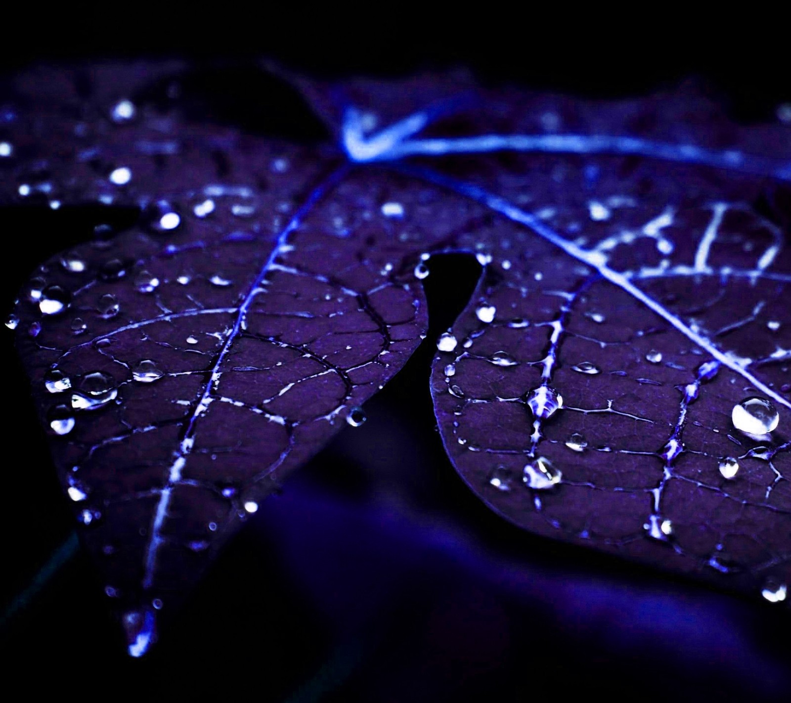 blue, forest, leaf, purple, rain wallpaper