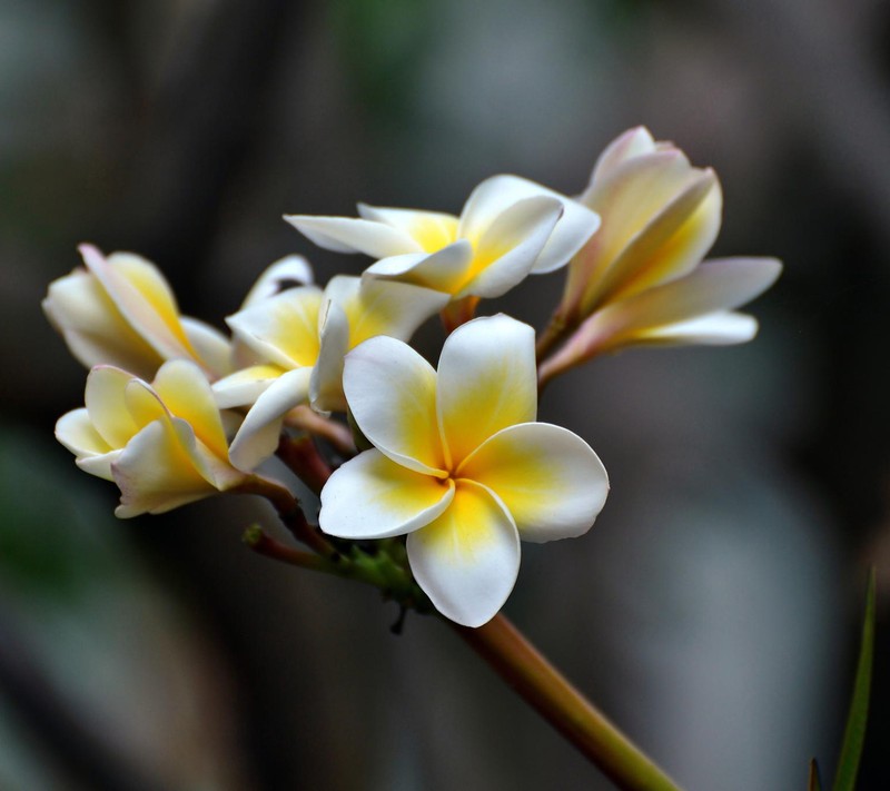 Крупный план цветка с желтыми и белыми лепестками (плюмерия, plumeria, весна)