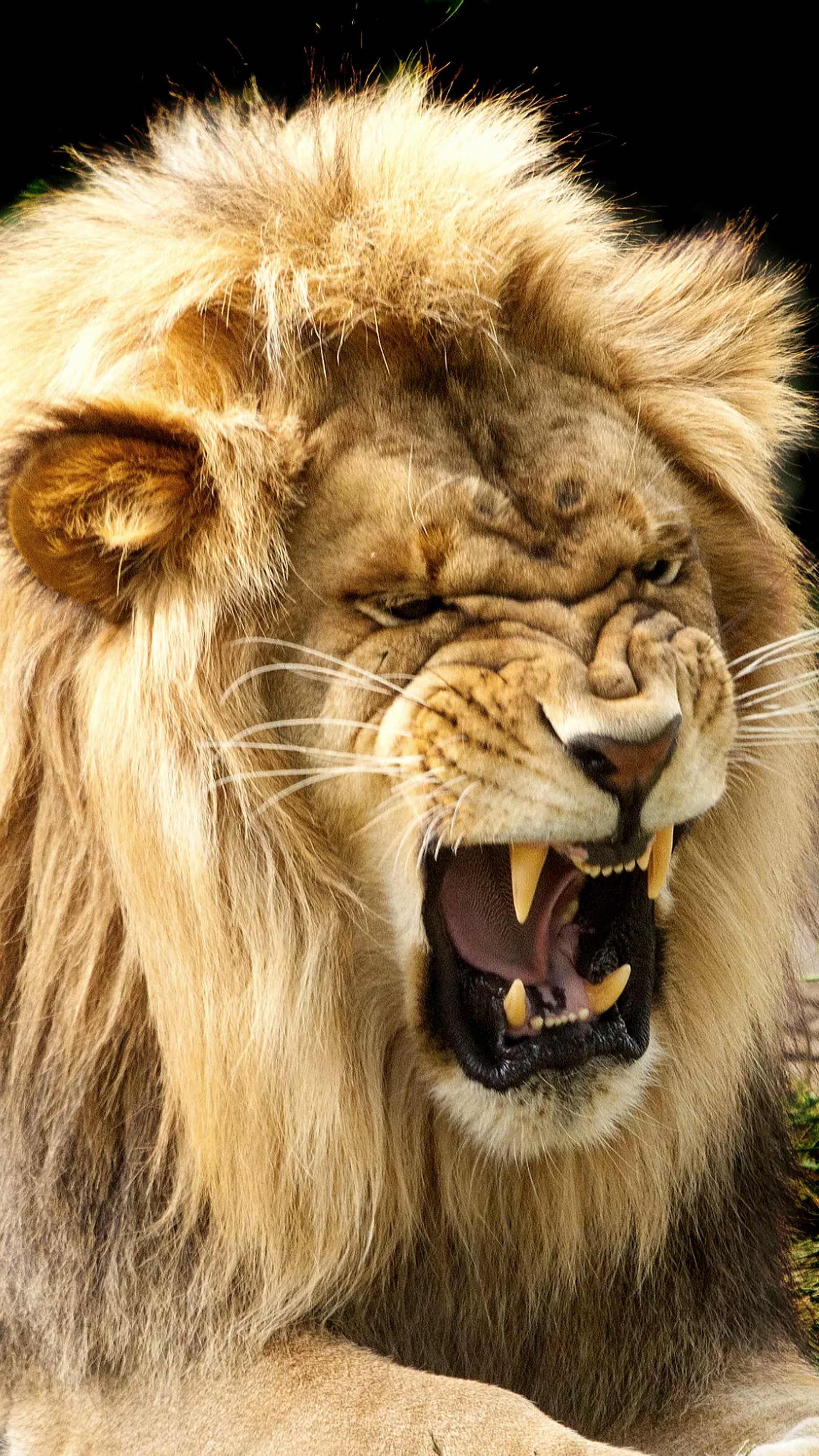 angry, animal, face, king, lion Download Wallpaper