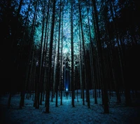 Blauer Wald leuchtet im Mondlicht