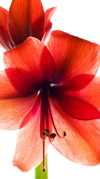 flower, red, white