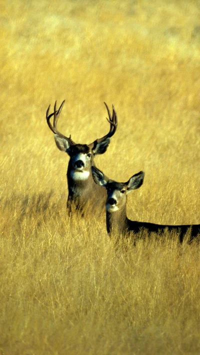 Rehe in goldenem Grasland