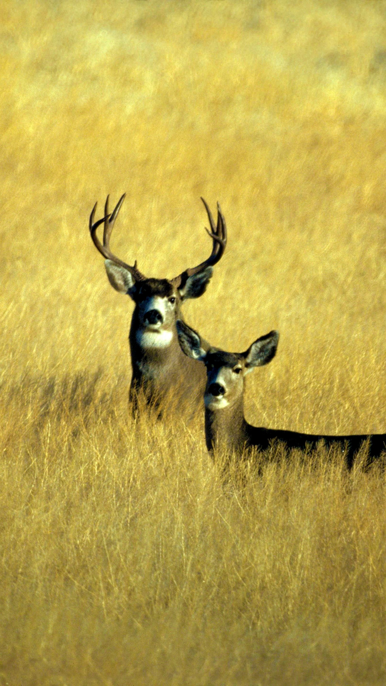 6 plus, deer wallpaper