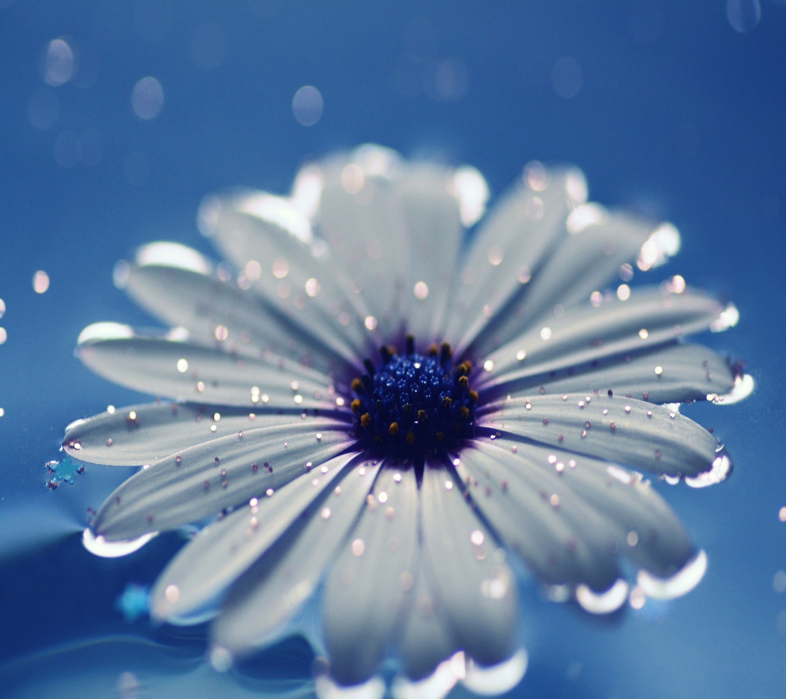 Un primer plano de una flor con gotas de agua en ella (fondo, genial, flor, hd, imagen)