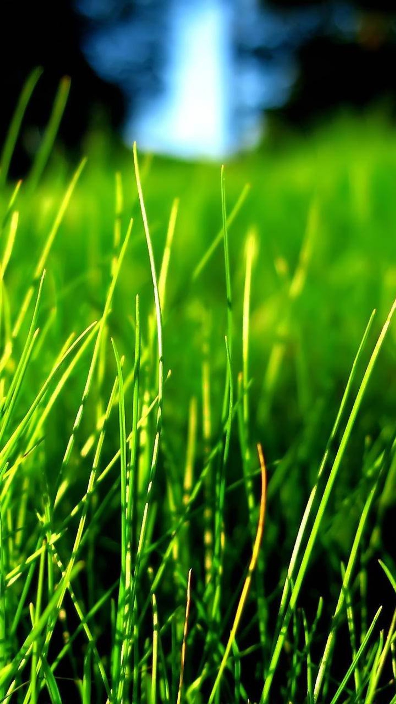 A close up of a green grass field with a blue sky in the background (king edit, krushangparekh)