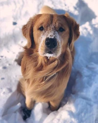 Golden Retriever brincalhão na neve: Um momento de alegria