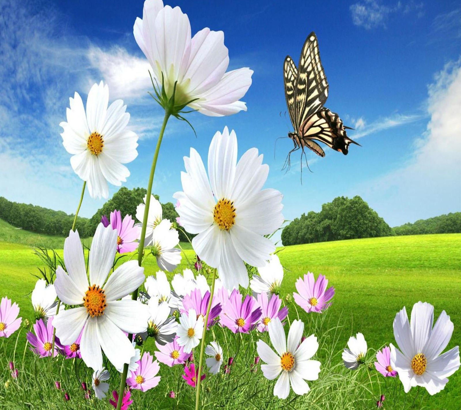 Flowers and a butterfly in a field with a blue sky (butterfly, flowers, nature)