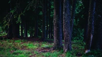 Troncs sereins dans une forêt de feuillus du nord