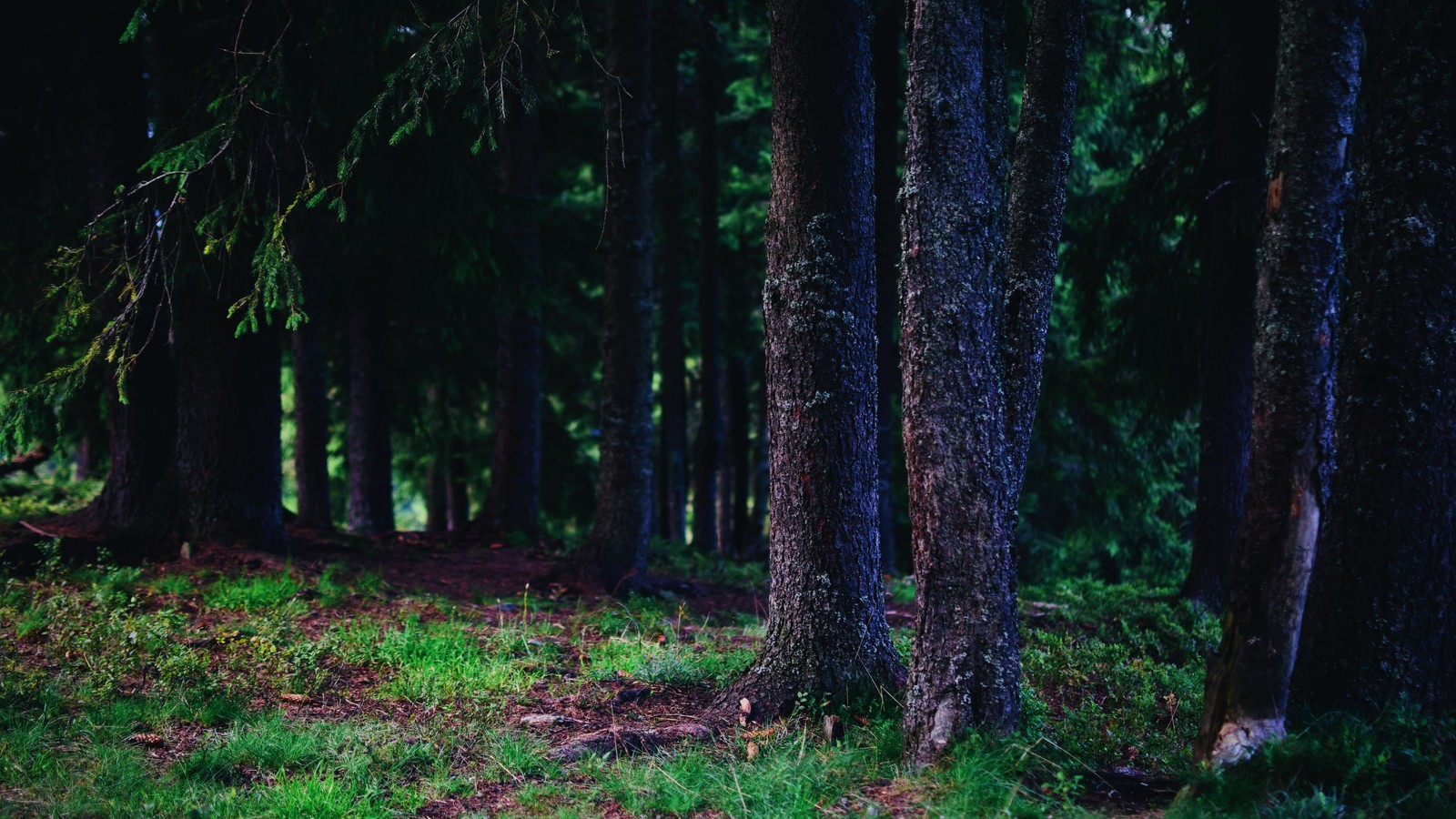 trunk, tree, forest, green, natural environment wallpaper