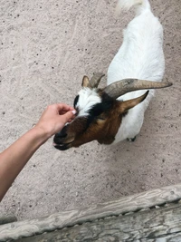 Cabra amigável interagindo com mão humana