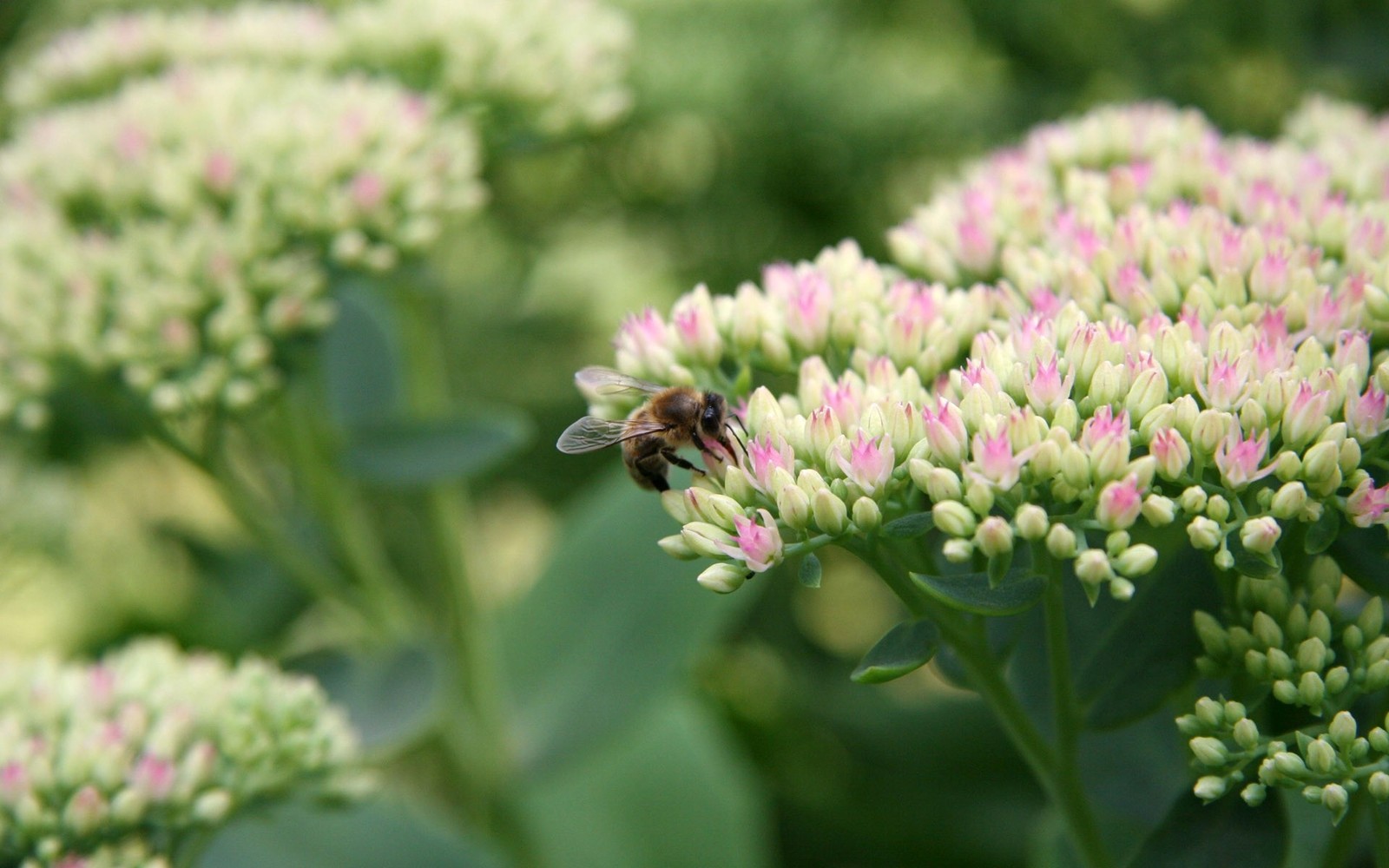 Une abeille qui se pose sur une fleur dans l'herbe (insecte, plante, pollinisateur, pollen, nectar)