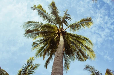 Majestic Palm Trees Reaching for a Blue Sky