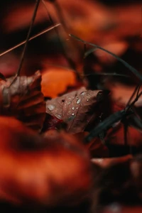 eau, feuille, usine, goutte, rouge