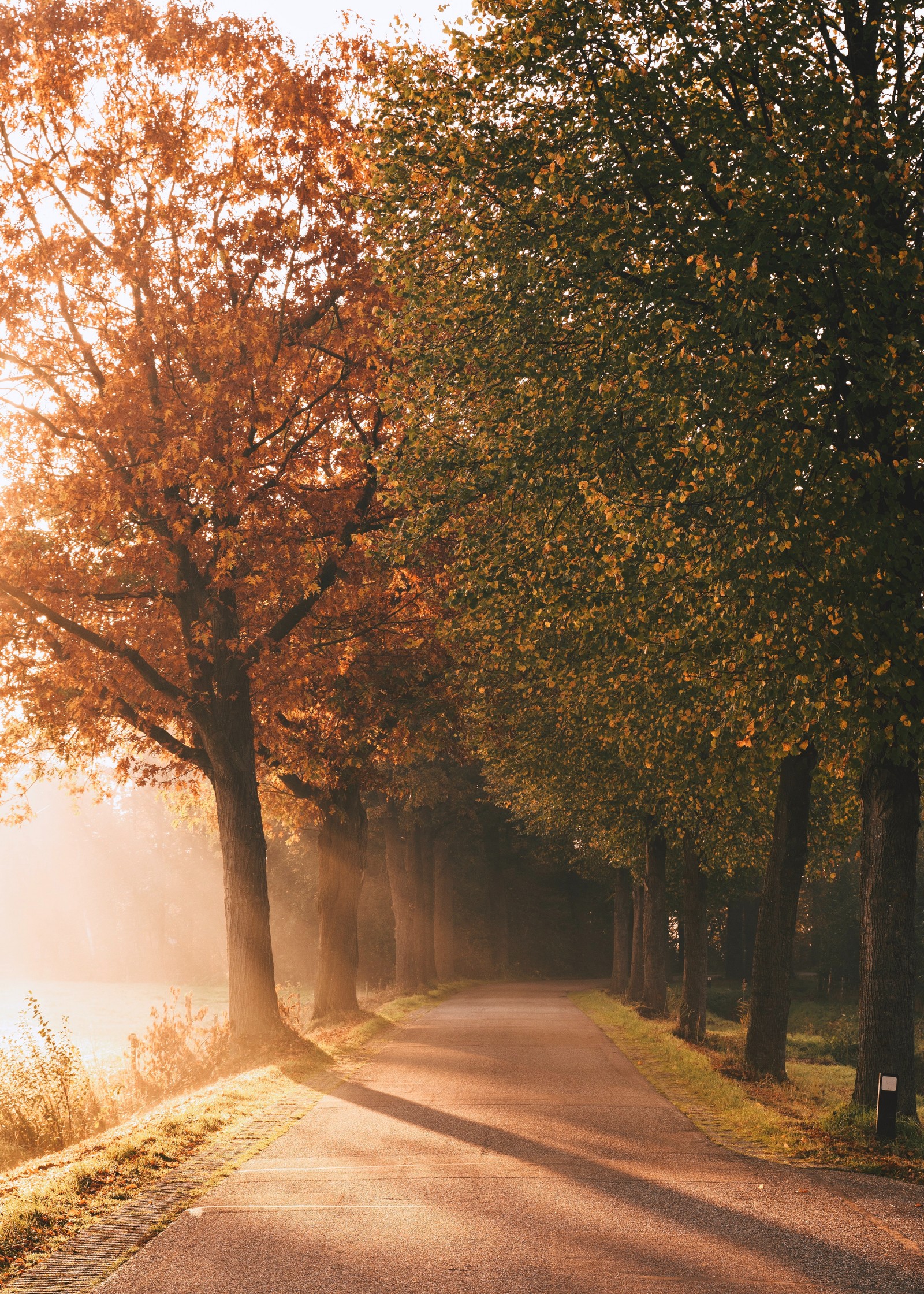 Arbres bordant la route dans le parc avec un banc sur le côté (automne, ensoleillement, rayons de soleil, brumeux, matin)