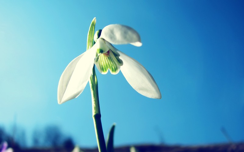 Белый цветок растет на траве (цветущее растение, галантус, galanthus, подснежник, растение)