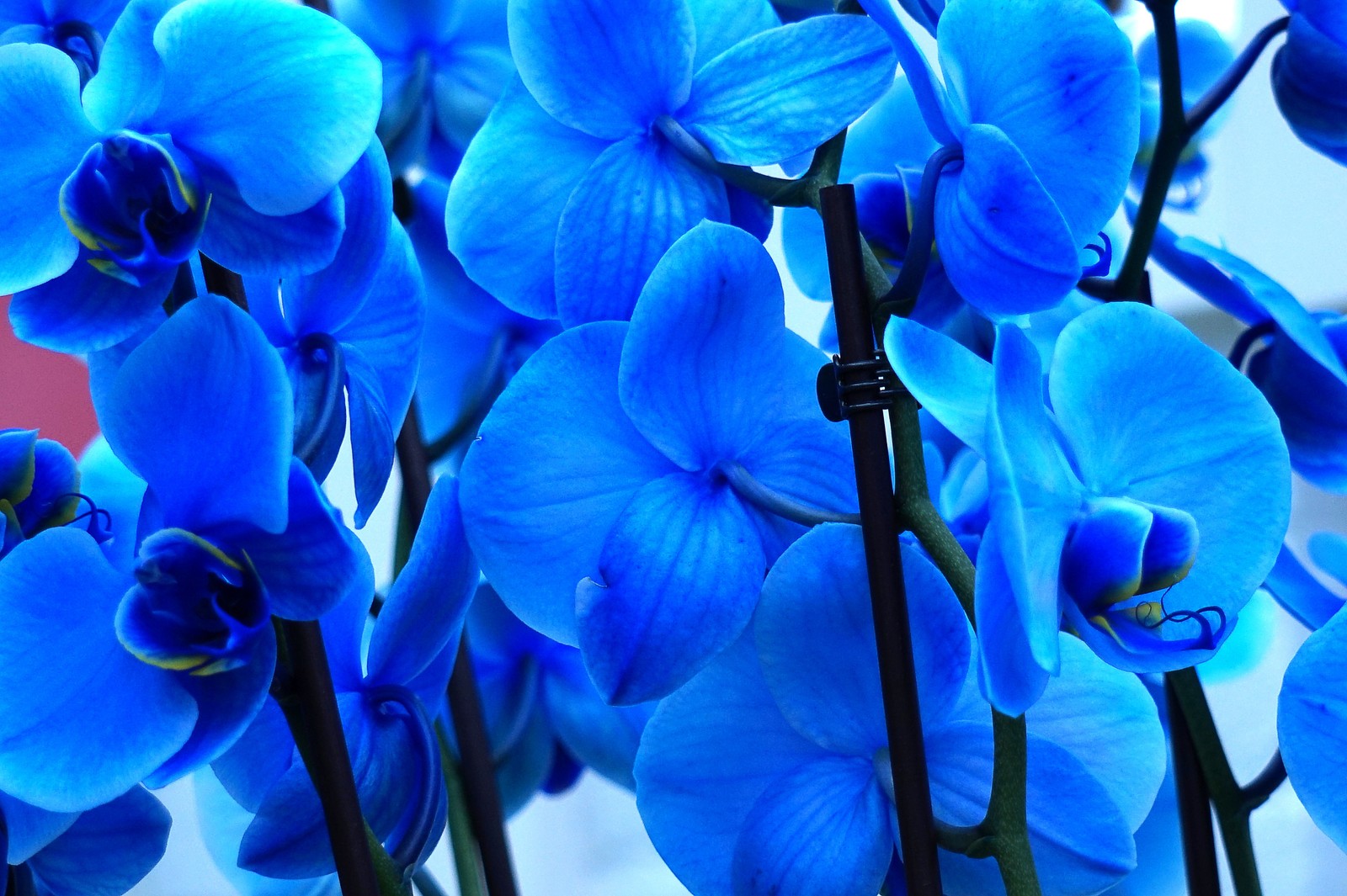 Téléchargez le fond d'écran orchidées bleues, fleurs dorchidée, fleurs bleues, 5k, fleurs