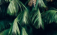 Lush Green Palm Leaves in Tropical Vegetation