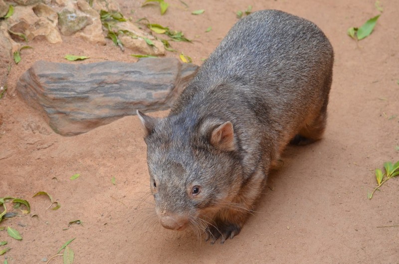 Маленькое животное, стоящее на земле (вомбат, wombat, сумчатое, наземное животное, рыло)