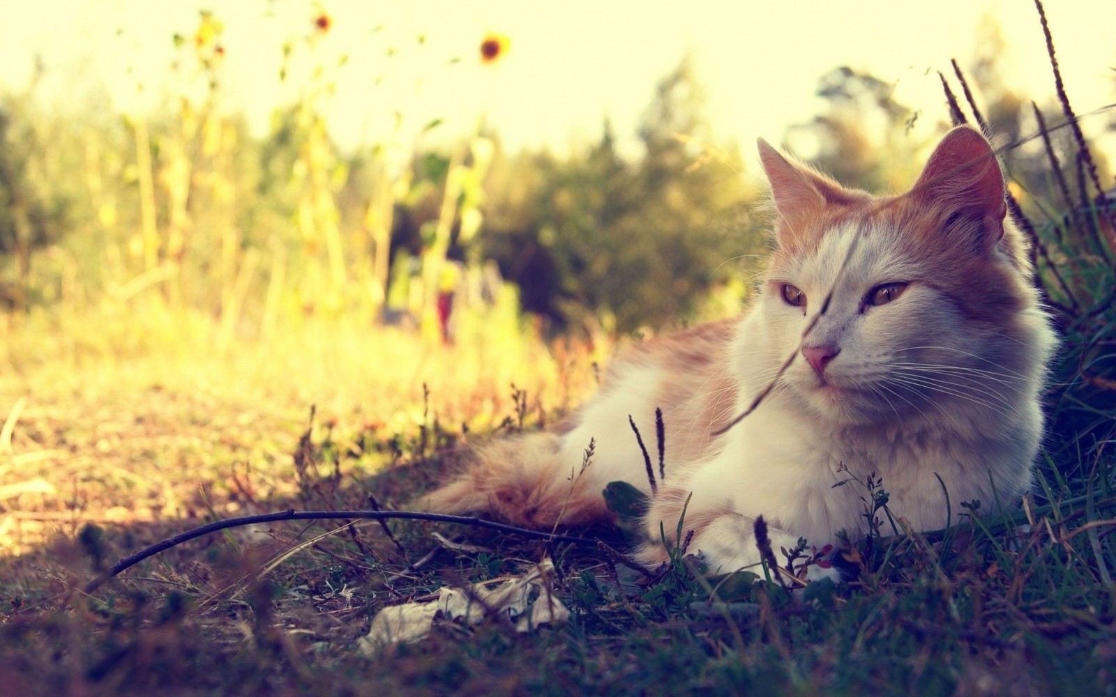 Il y a un chat allongé dans l'herbe (chaton, matin, ensoleillement, mammifère, faune)