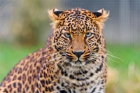 Retrato em close de um leopardo em um zoológico