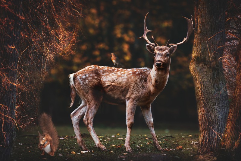 Крупный план оленя, стоящего в лесу с белкой (fallow deer, белка, птица, деревья, лес)