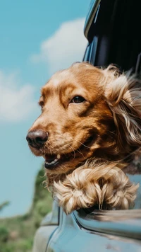 english cocker spaniel, canidae, american cocker spaniel, english springer spaniel, dog breed