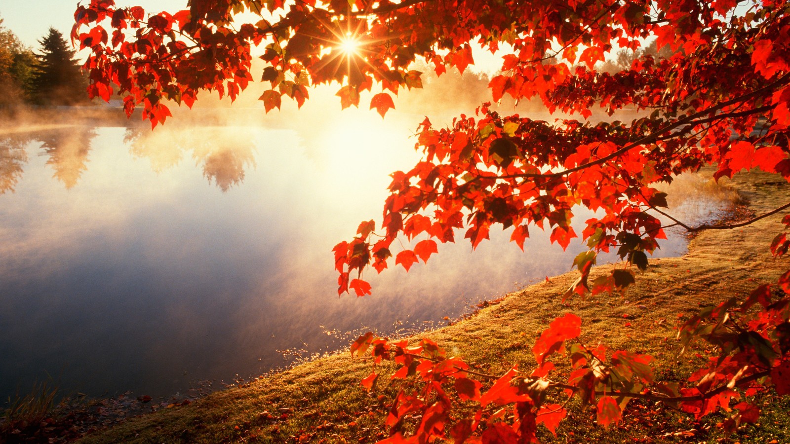 Gros plan d'un arbre avec des feuilles rouges près d'un plan d'eau (automne, nature, feuille, rouge, arbre)