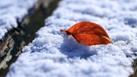 Folha de outono solitária em meio à neve do inverno