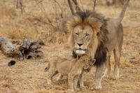 Um majestoso leão macho masai fica protetor ao lado de um filhote brincalhão na savana, mostrando o vínculo entre grandes felinos em seu habitat natural selvagem.