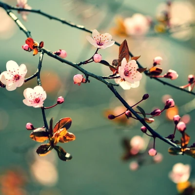 Flores de Sakura en Flor: Una Exhibición Serena de la Belleza de la Naturaleza