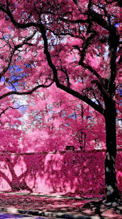 Lebendige rosa Bäume in einer üppigen natürlichen Umgebung