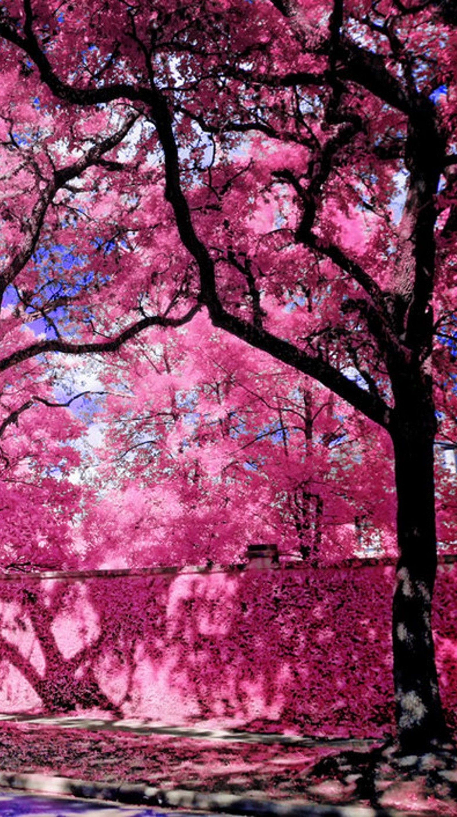 Árvores com folhas rosas e um banco em frente a uma parede rosa (natureza, rosa, árvores)