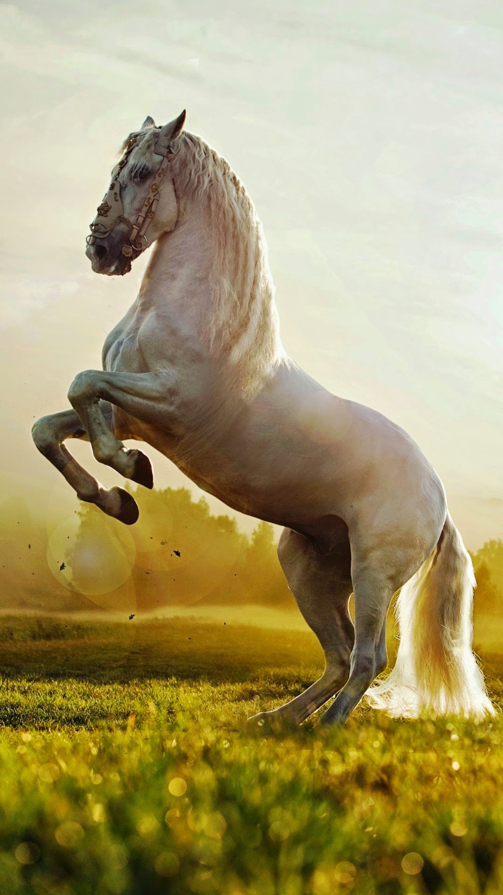 Un caballo blanco que está de pie sobre sus patas traseras (hermoso, caballos, libre, caballo, prance)